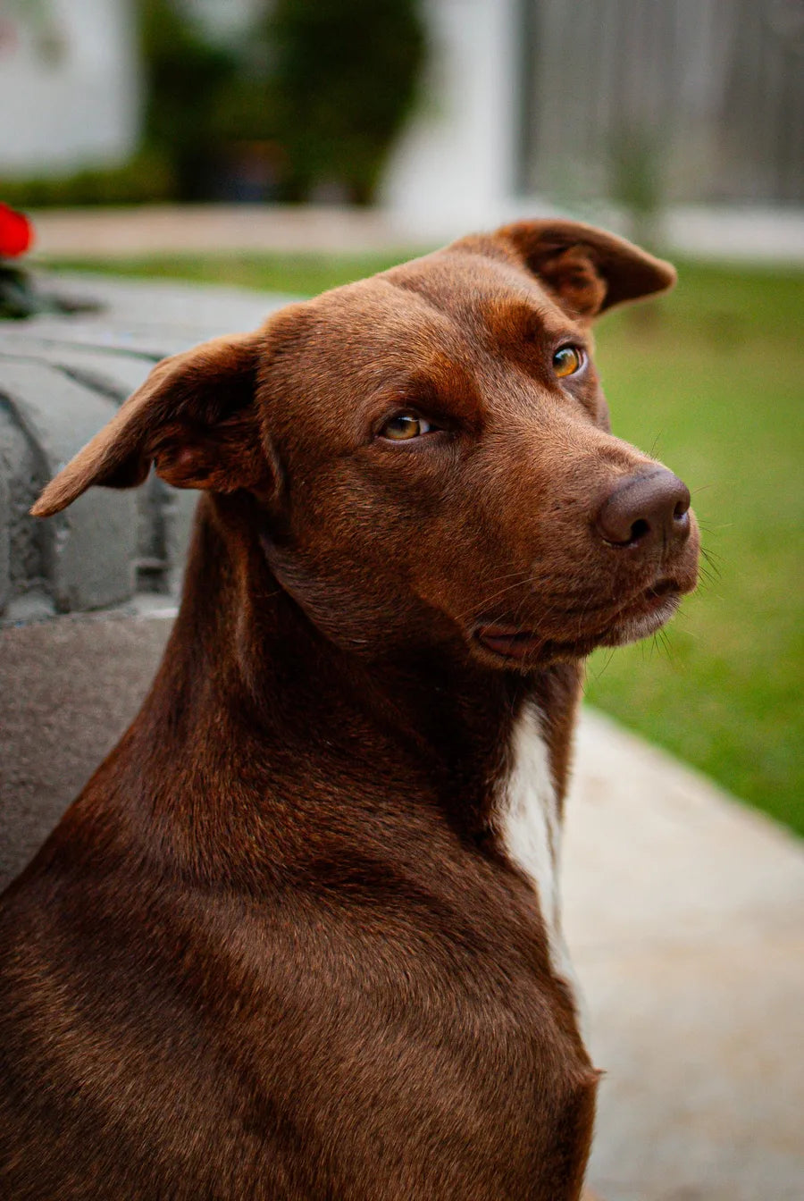 A curious dog looking up