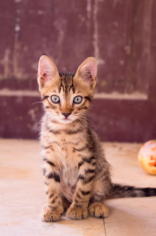 A curious kitten