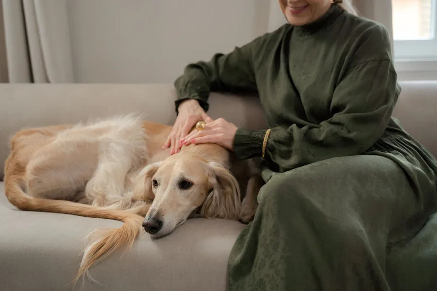 A dog relaxing beside its owner on a sofa