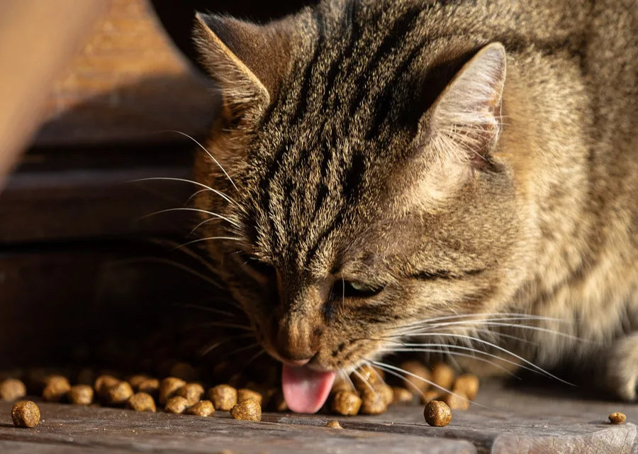 A cat enjoying its food